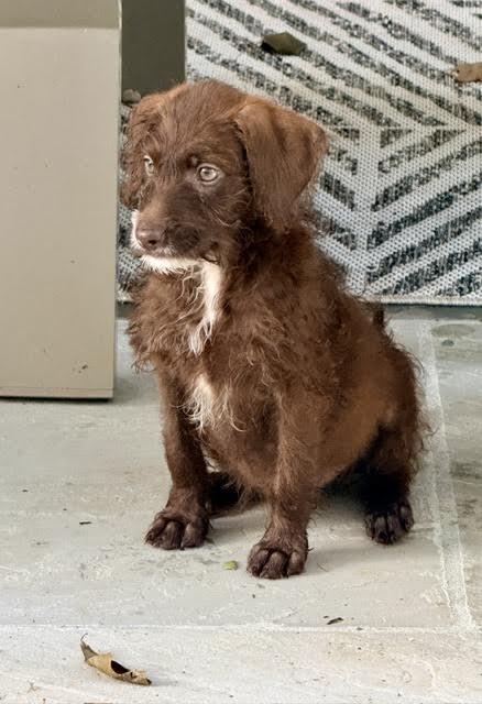 Kalahari, a ADOPTABLE mixed breed in Cumming, GA image 4/6
