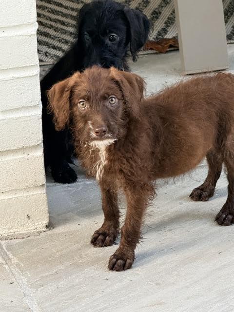 Kalahari, a ADOPTABLE mixed breed in Cumming, GA image 5/6