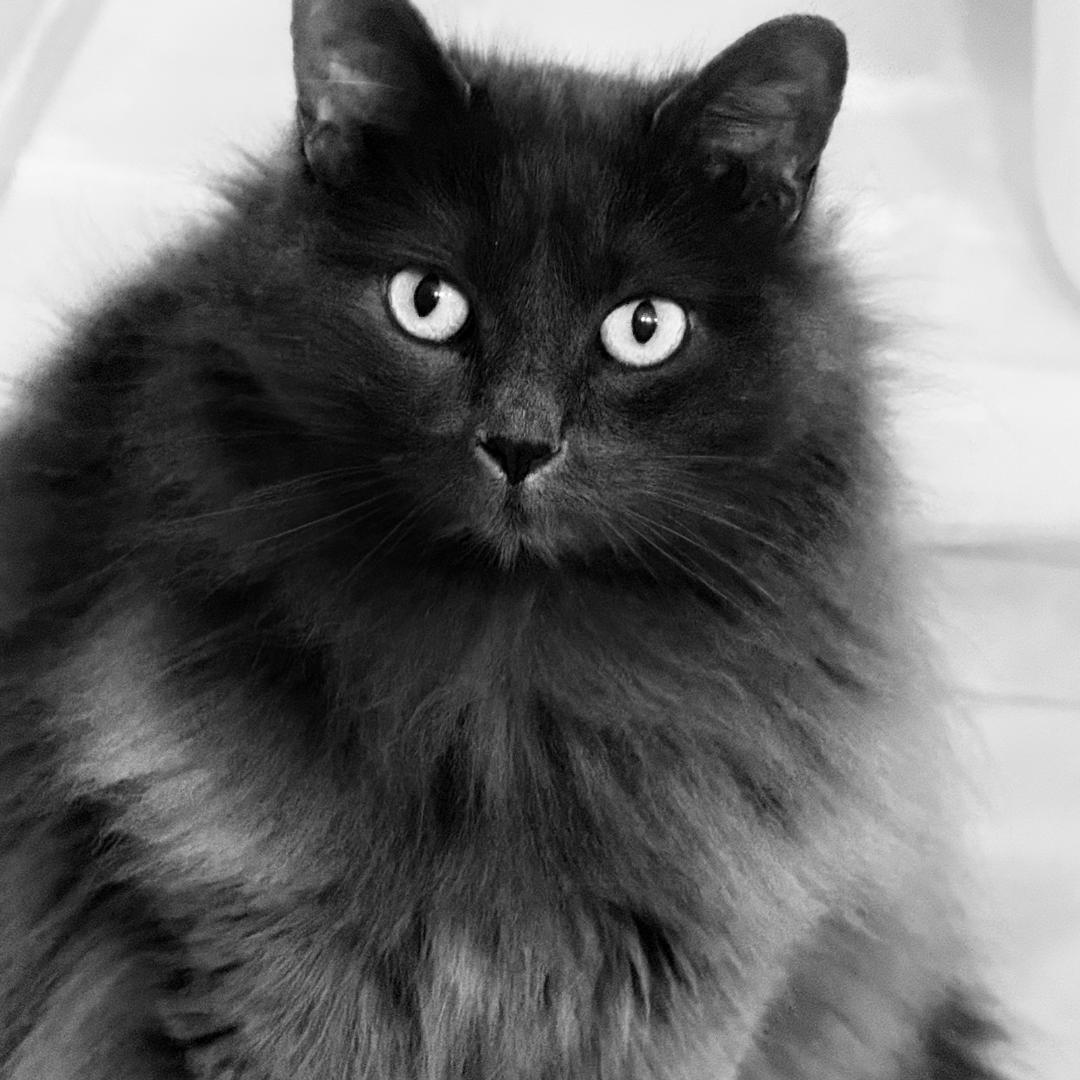Feather, ADOPTABLE, Adult Female Domestic Long Hair.