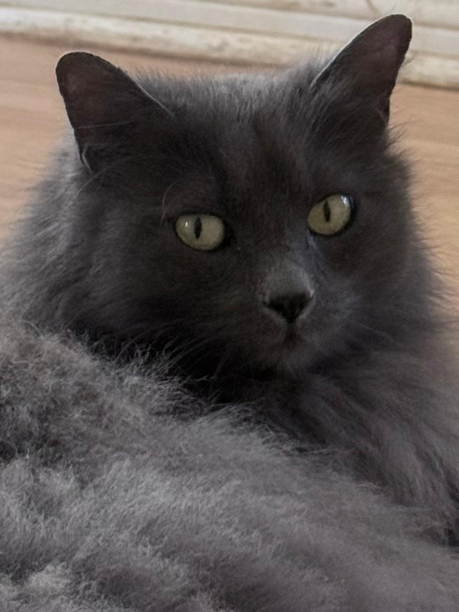 Enlarge Feather, a ADOPTABLE Domestic Long Hair in Terrell, TX image 2/3