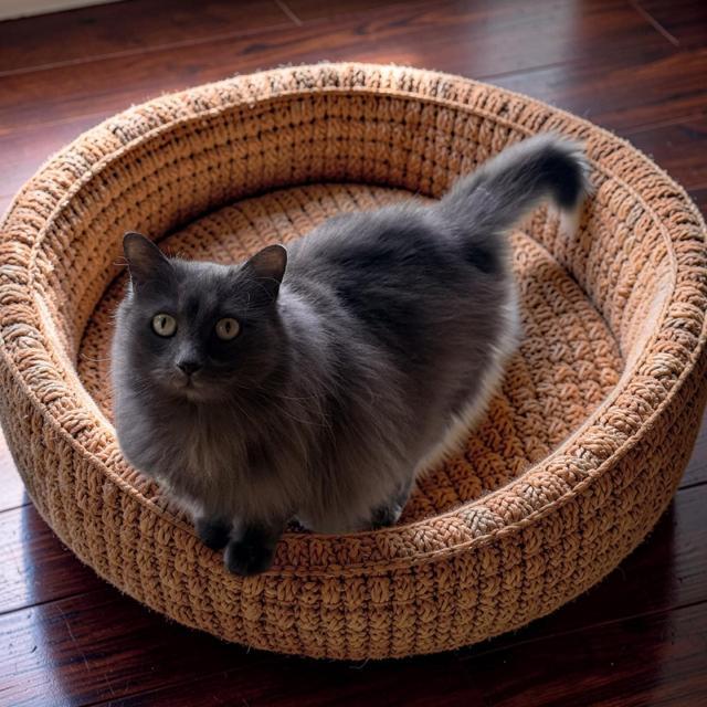Feather, ADOPTABLE, Adult Female Domestic Long Hair.