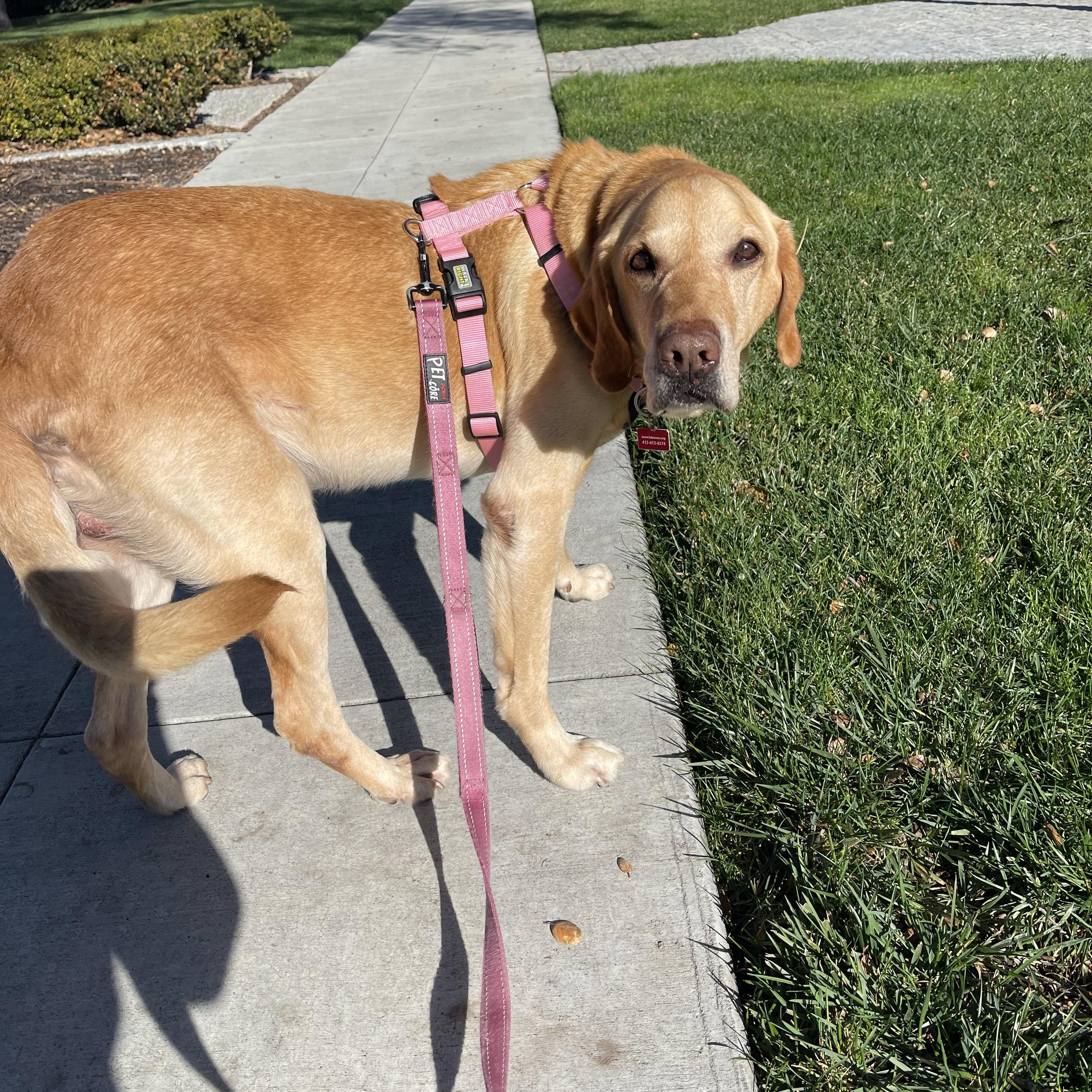Teddy, ADOPTABLE, Adult Male Labrador Retriever & Golden Retriever.