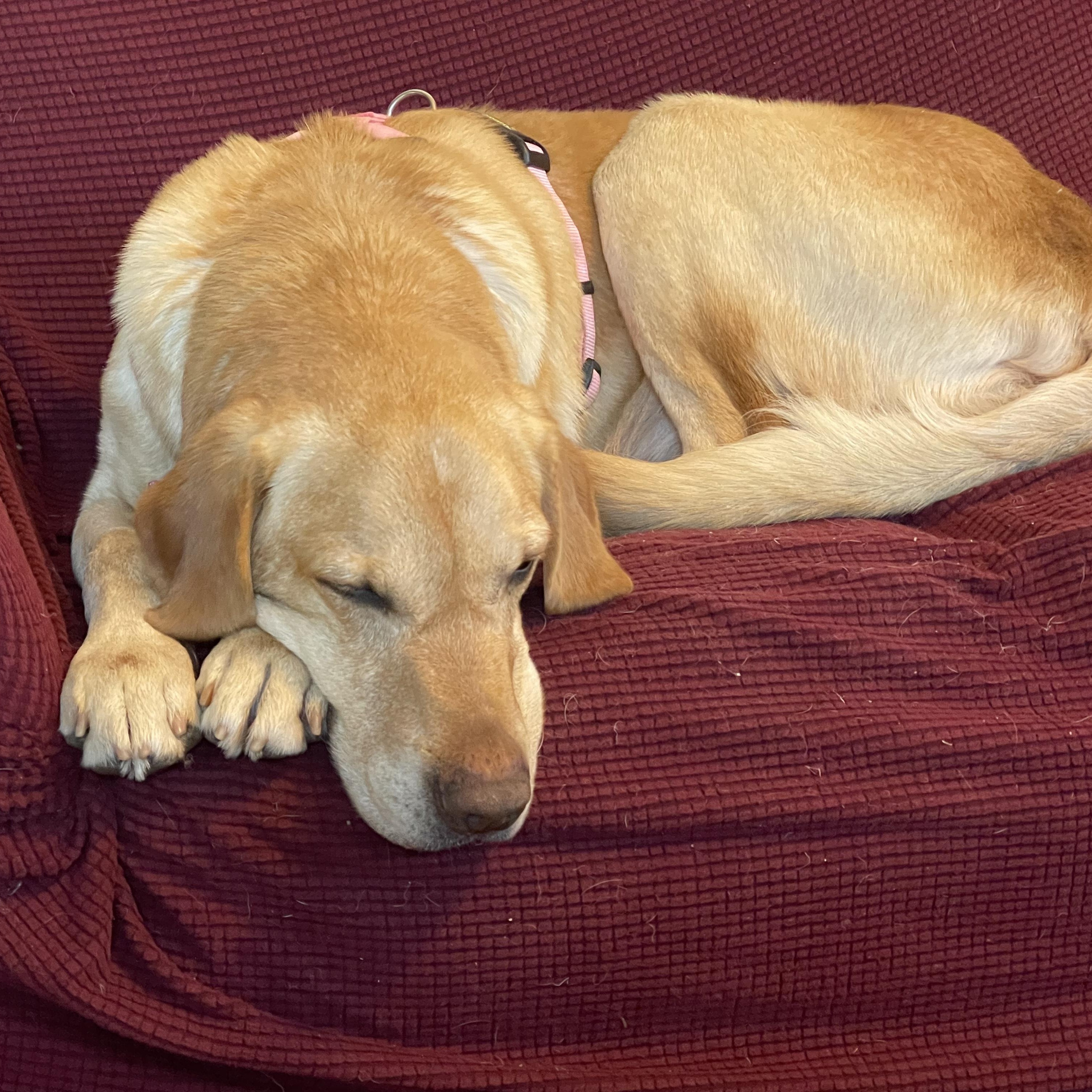 Enlarge Teddy, a ADOPTABLE mixed breed in San Francisco, CA image 4/4
