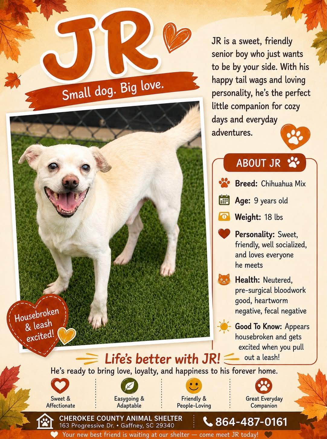 JR, Adoptable, Senior Male Chihuahua.