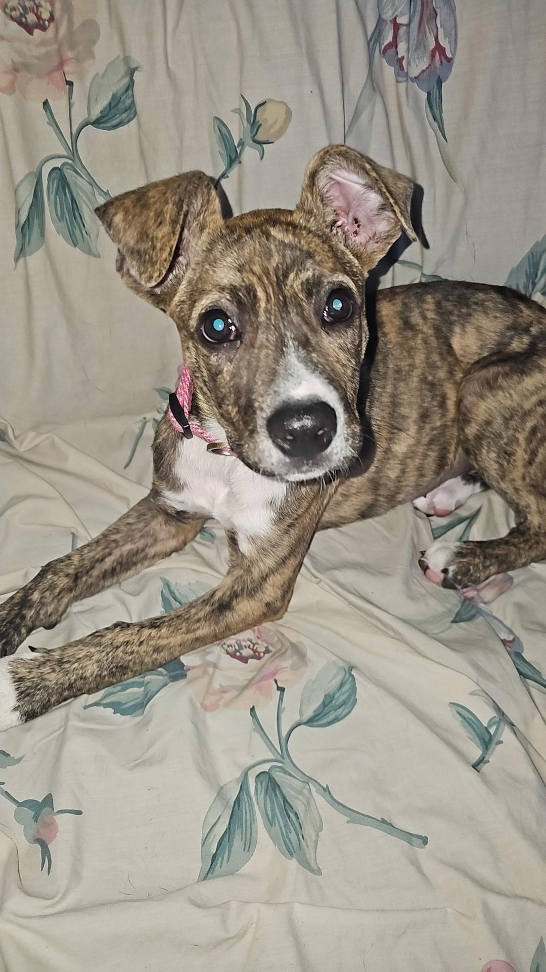 Piper, a ADOPTABLE mixed breed in Elkhorn, WI image 5/6