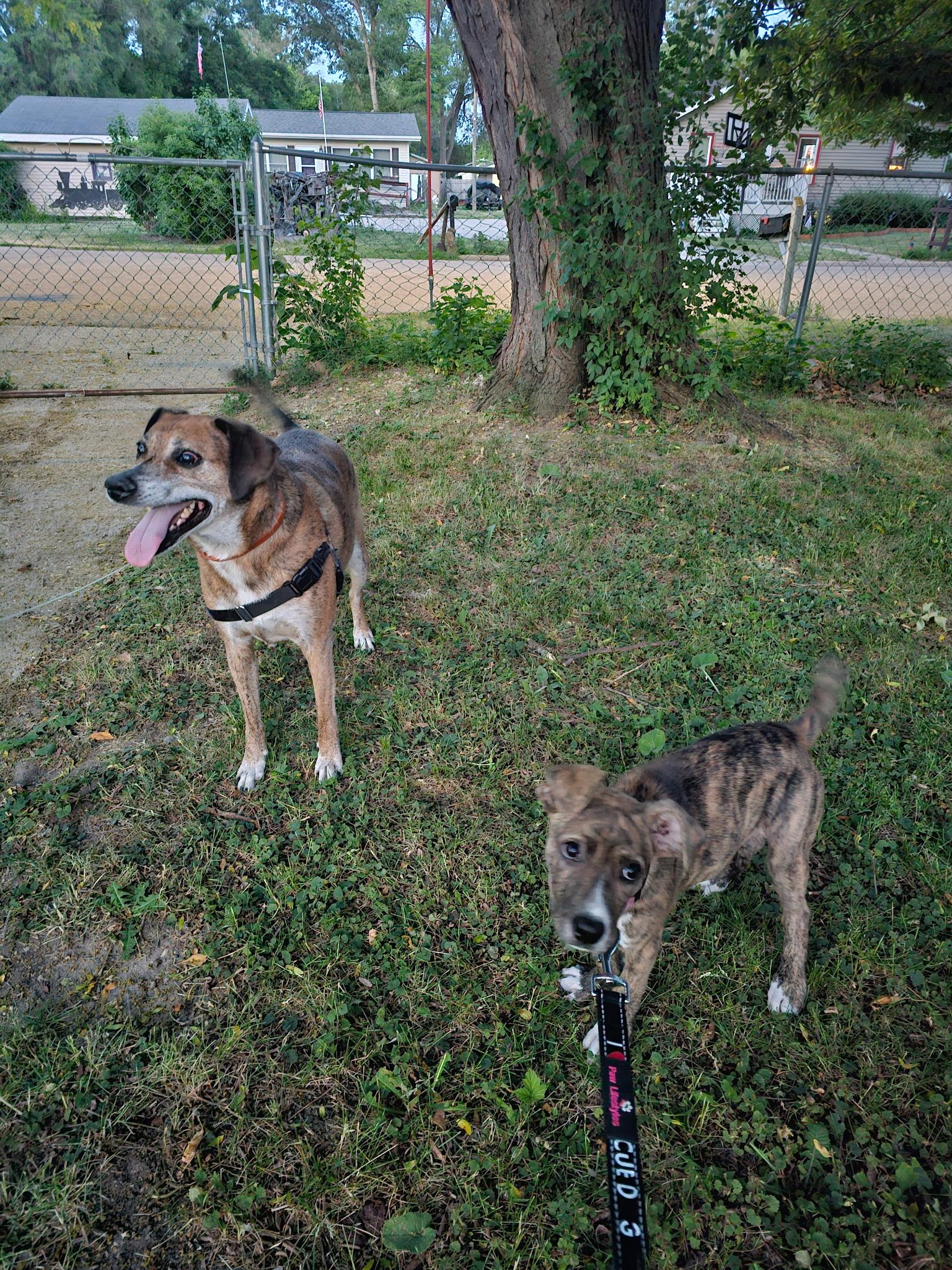 Piper, a ADOPTABLE mixed breed in Elkhorn, WI image 3/6