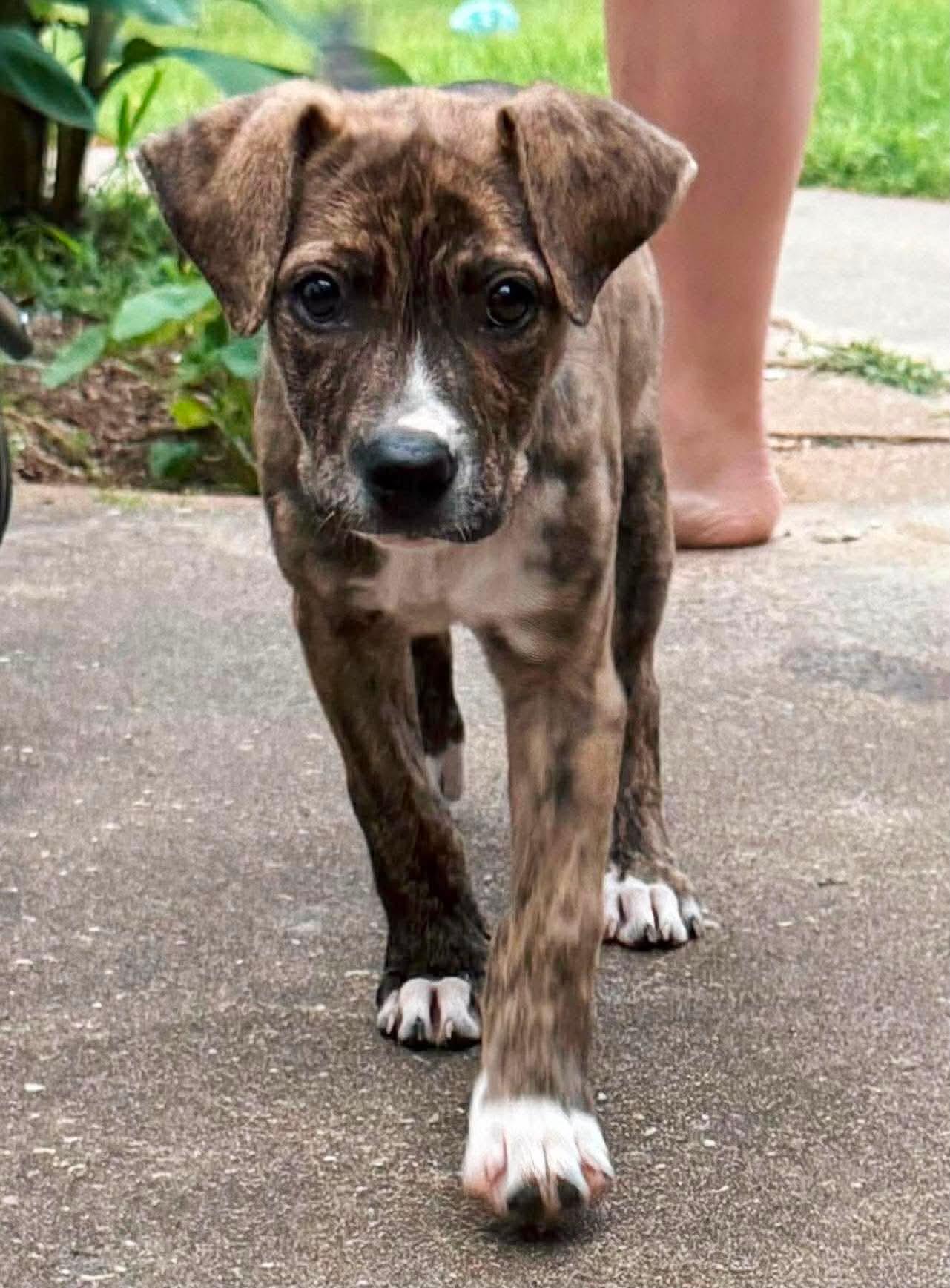 Piper, a ADOPTABLE mixed breed in Elkhorn, WI image 1/6