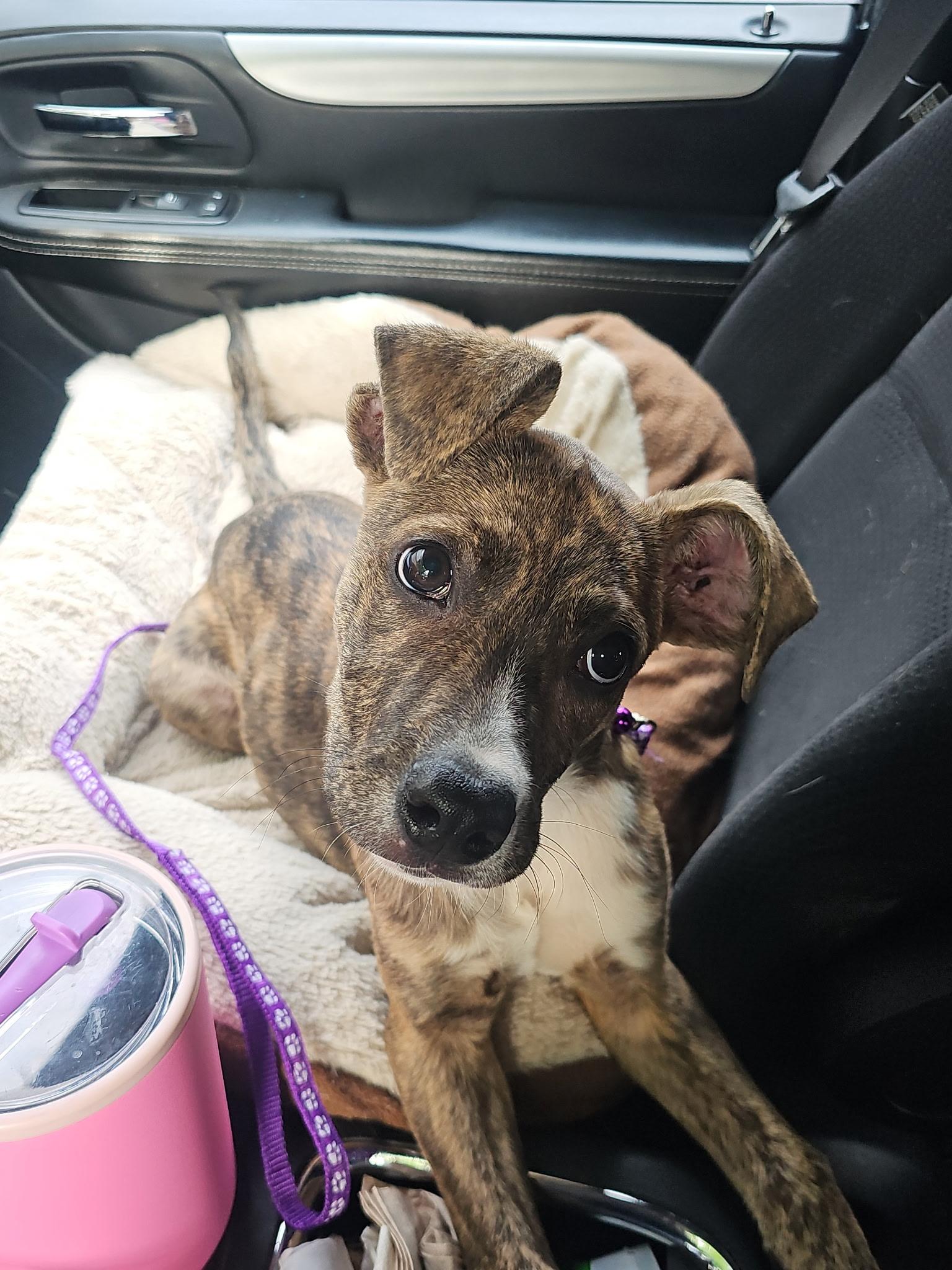 Piper, a ADOPTABLE mixed breed in Elkhorn, WI image 6/6
