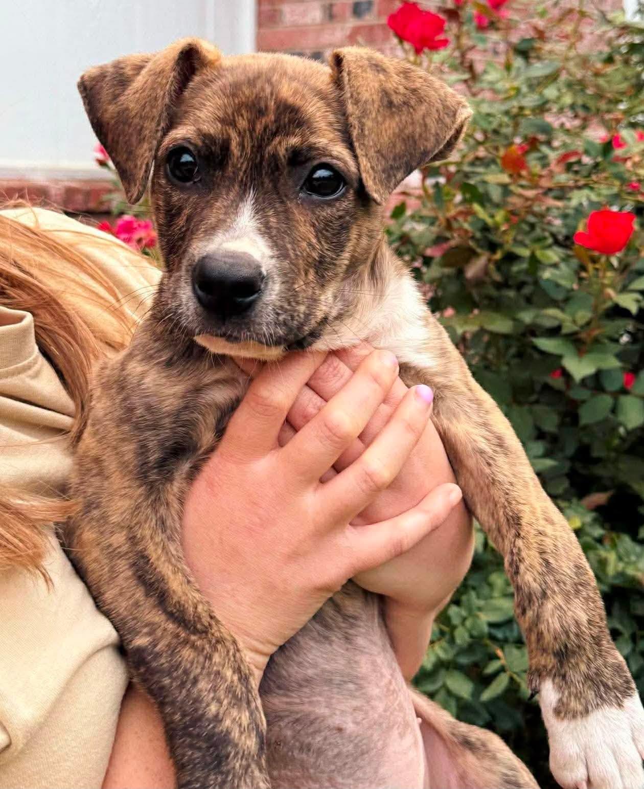 Piper, a ADOPTABLE mixed breed in Elkhorn, WI image 2/6