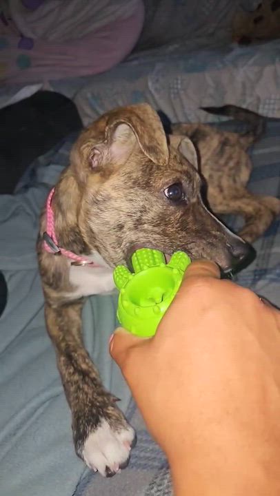Enlarge Piper, a ADOPTABLE mixed breed in Elkhorn, WI video 4/6