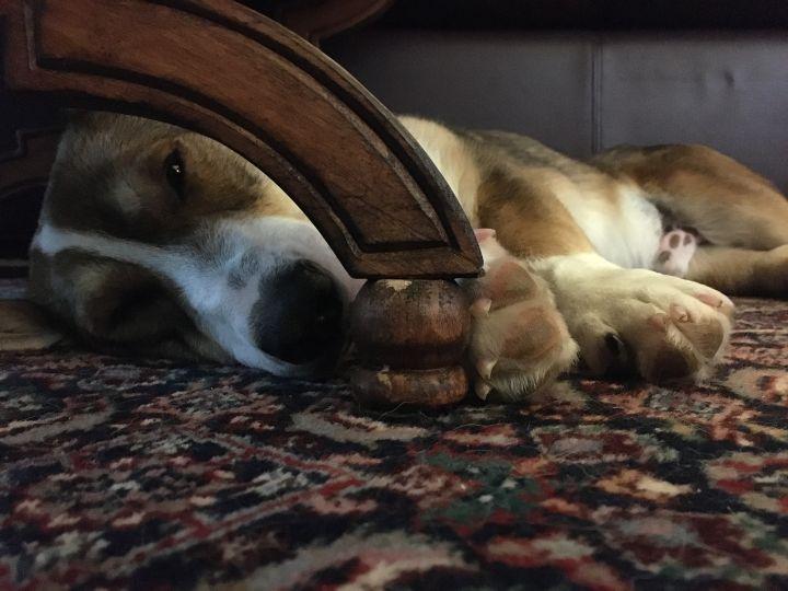 This little man loves belly rubs You go to pet him and he will just roll right over Super sweet
