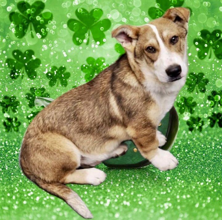 Shiloh, an adoptable Corgi, Siberian Husky in Knoxville, TN, 37924 | Photo Image 4