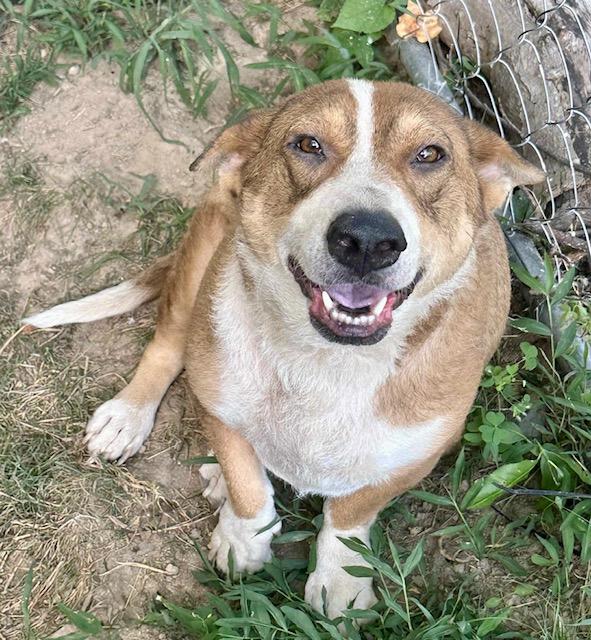 Shiloh, an adoptable Corgi, Siberian Husky in Knoxville, TN, 37924 | Photo Image 1