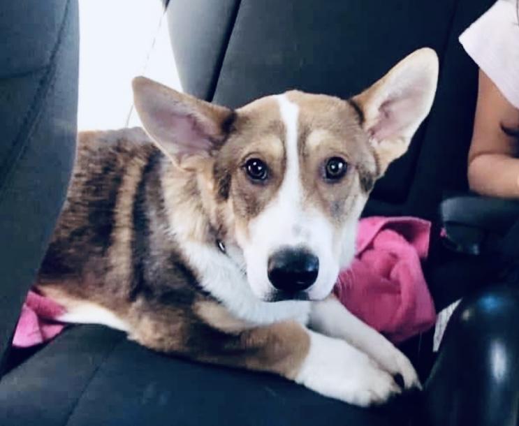Shiloh, an adoptable Corgi, Siberian Husky in Knoxville, TN, 37924 | Photo Image 2