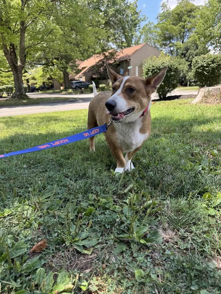 Enlarge Shiloh, an adoptable mixed breed in Knoxville, TN image 2/6