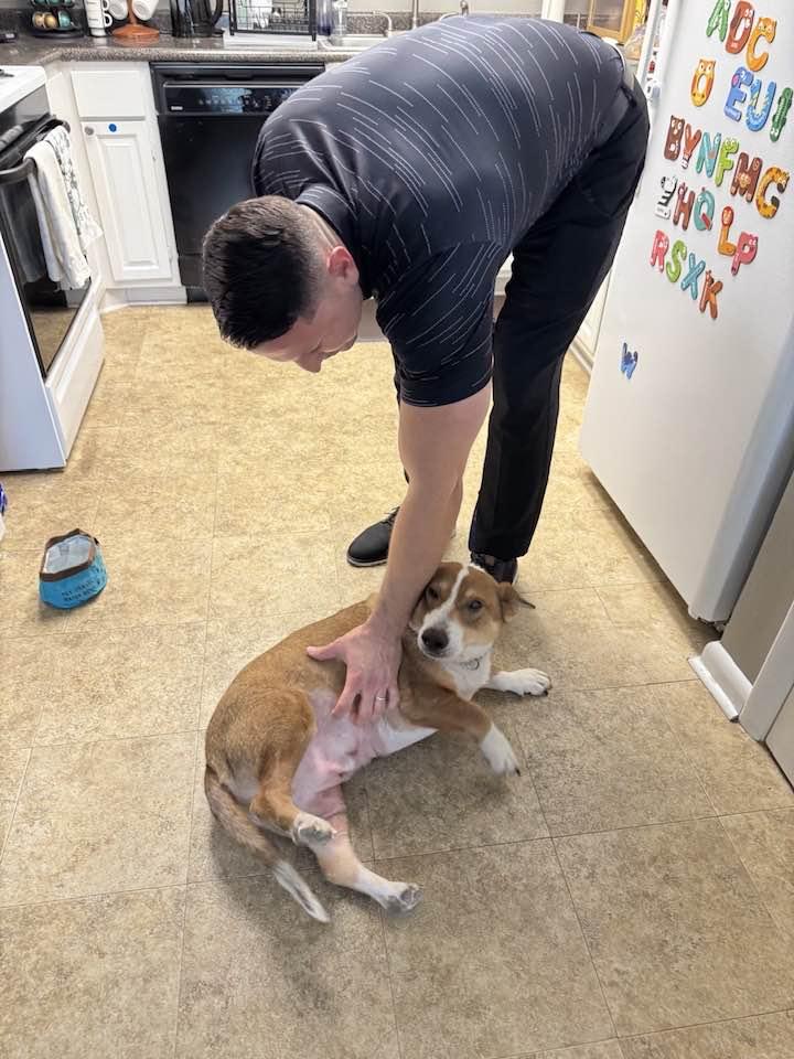 Enlarge Shiloh, an adoptable mixed breed in Knoxville, TN image 6/6