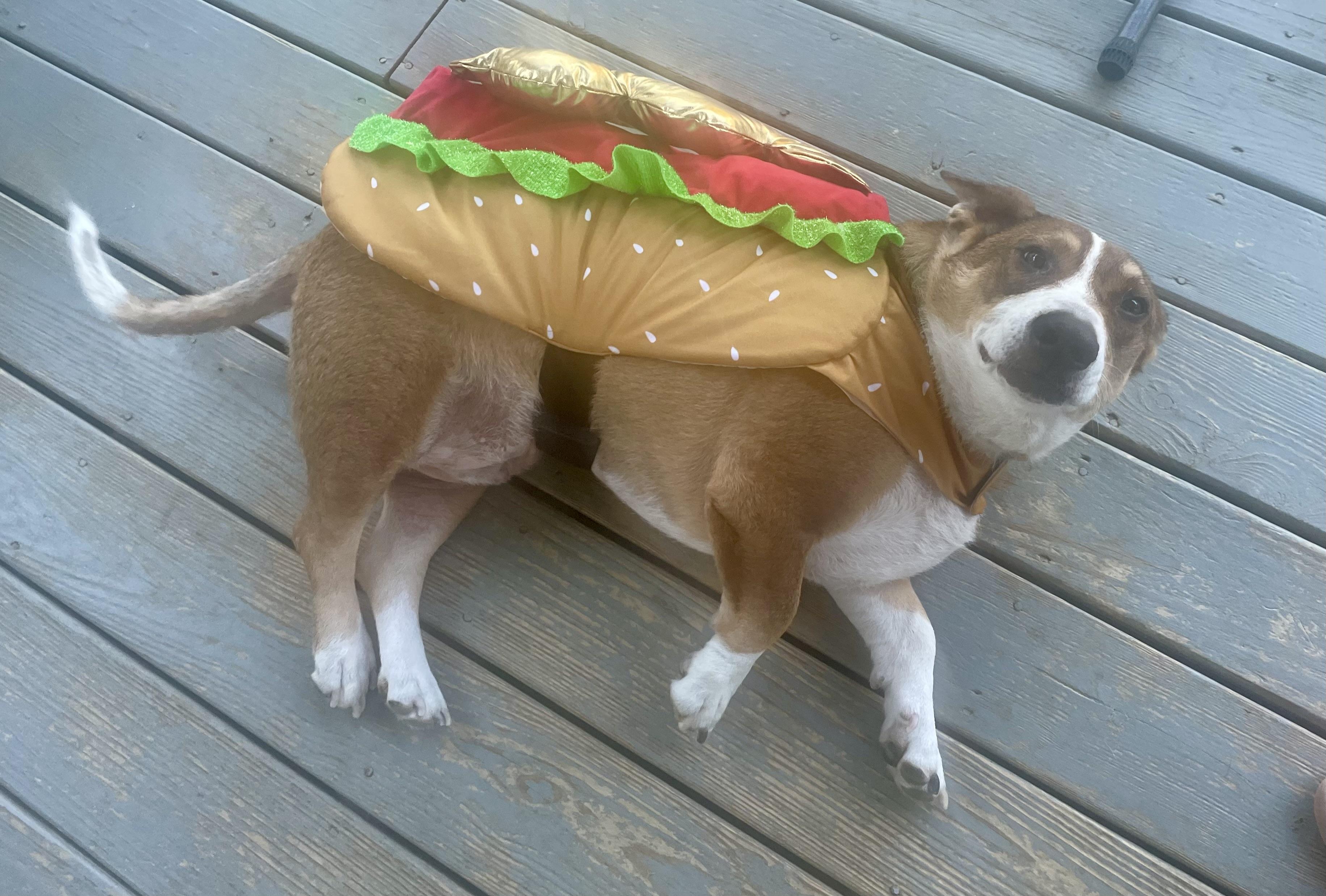 Shiloh, adoptable, Adult Male Corgi & Basset Hound.