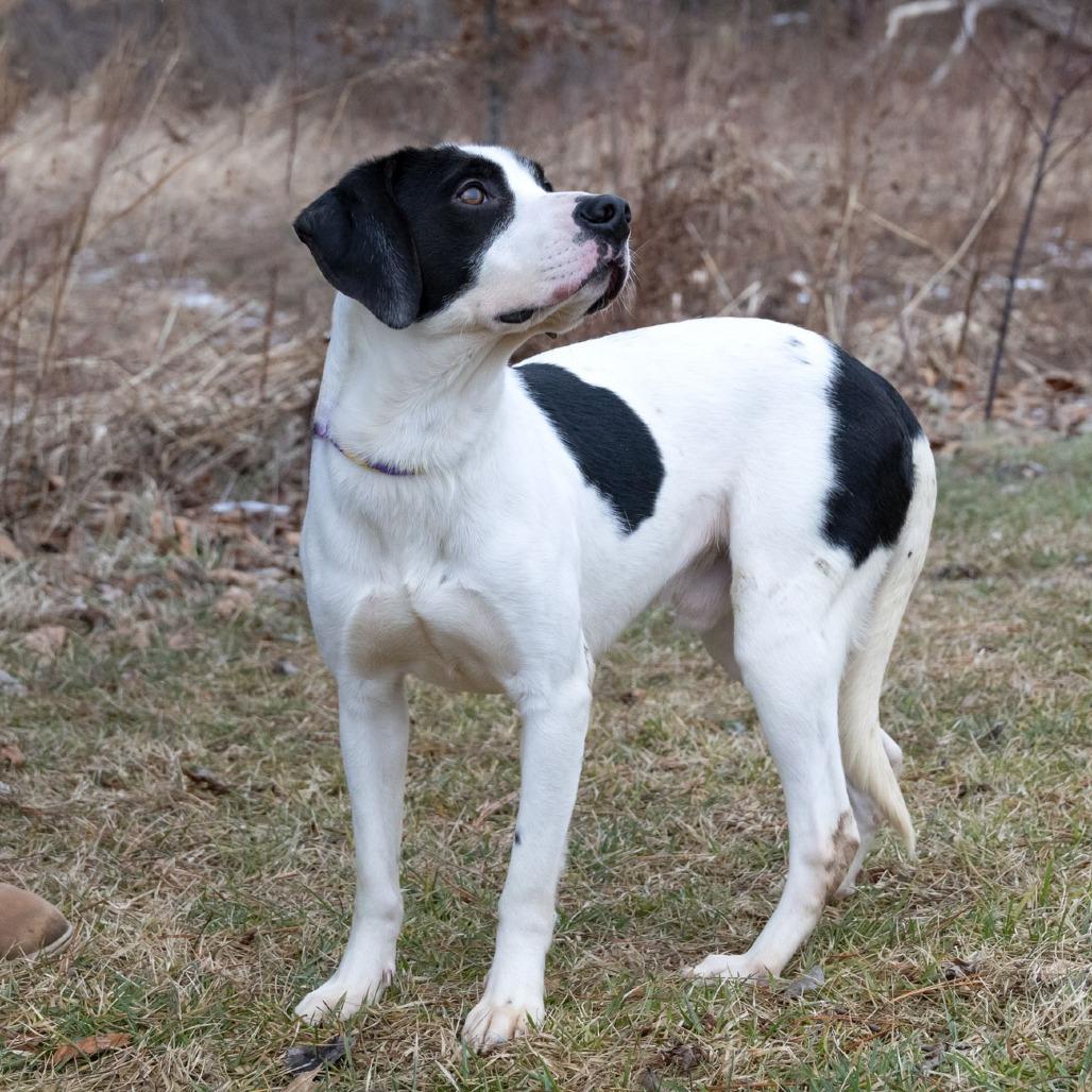 Theodore, Adoptable, Young Male Hound.