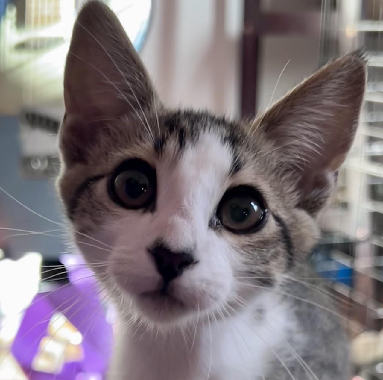 Bolt, Adoptable, Young Male Tabby.