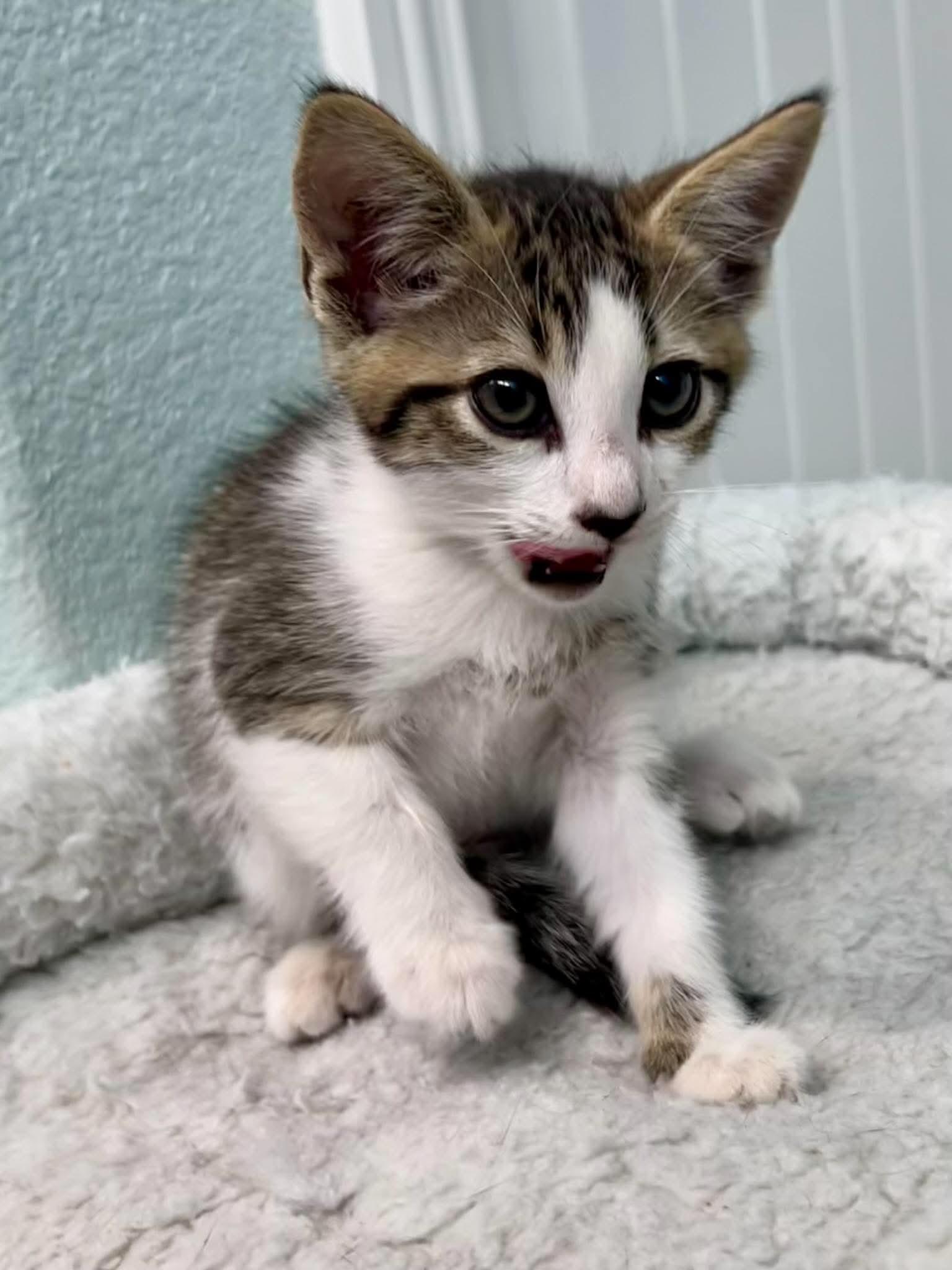 Enlarge Bolt, a Adoptable mixed breed in Greenfield, CA image 2/2