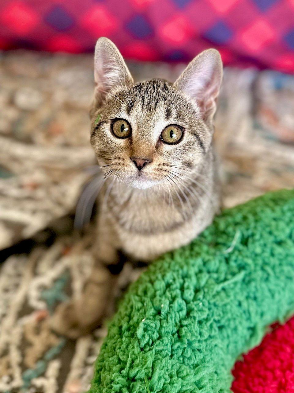 Sami Sweetheart, Adoptable, Young Female Domestic Short Hair.