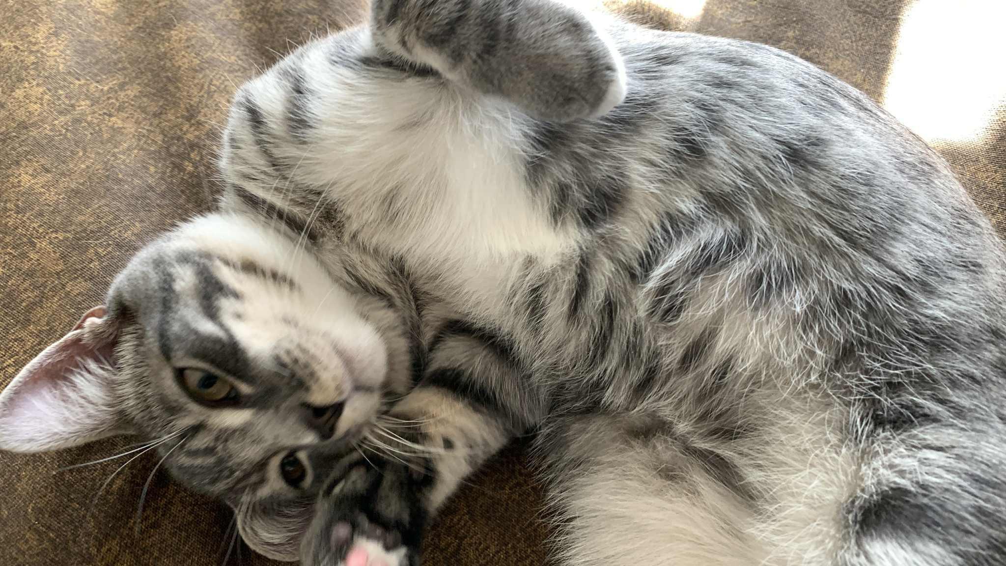 COSMO, Adoptable, Young Female Tortoiseshell & Domestic Short Hair.