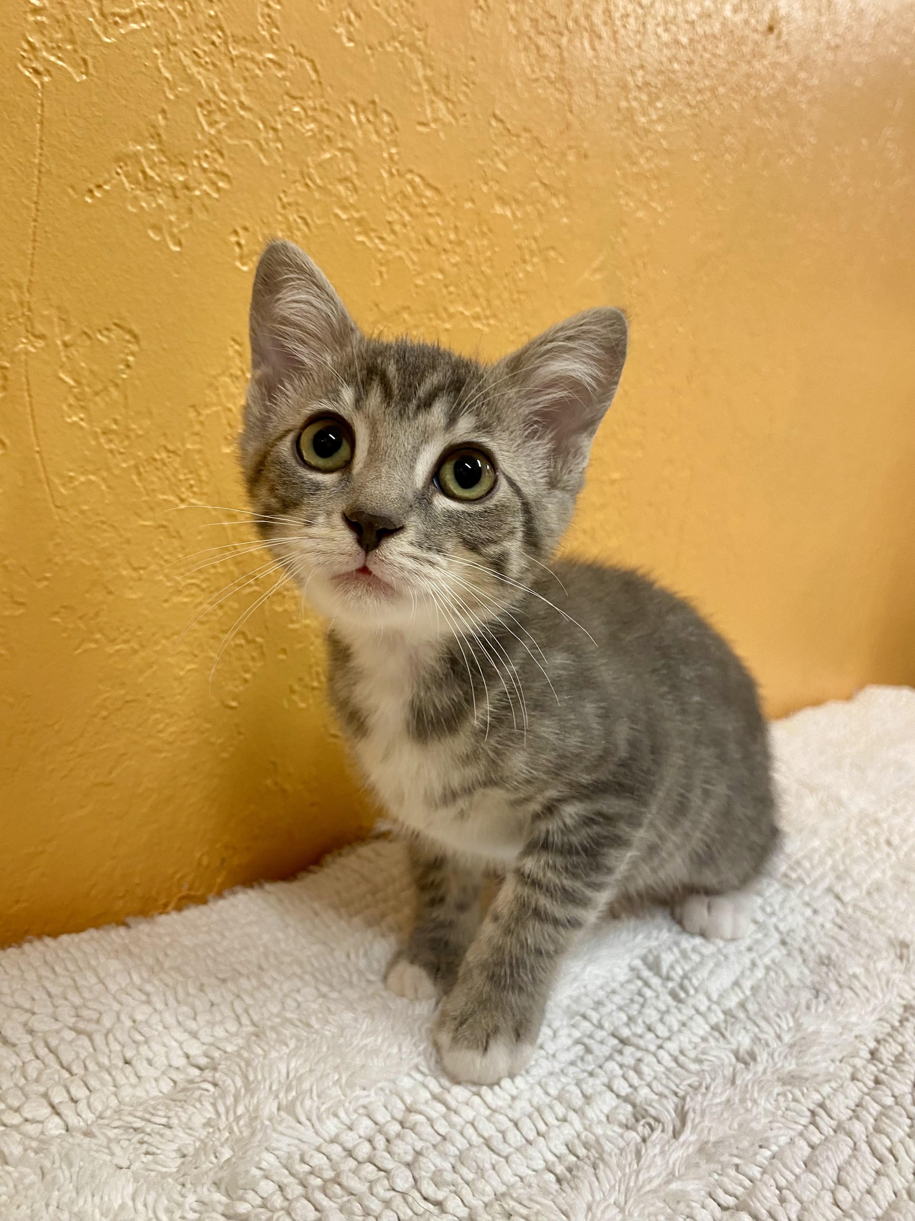 COSMO, a Adoptable mixed breed in Joshua Tree, CA image 4/4