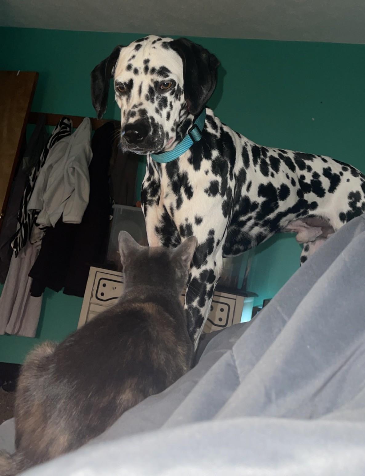 Ollieelkhart  In thumbnail 2