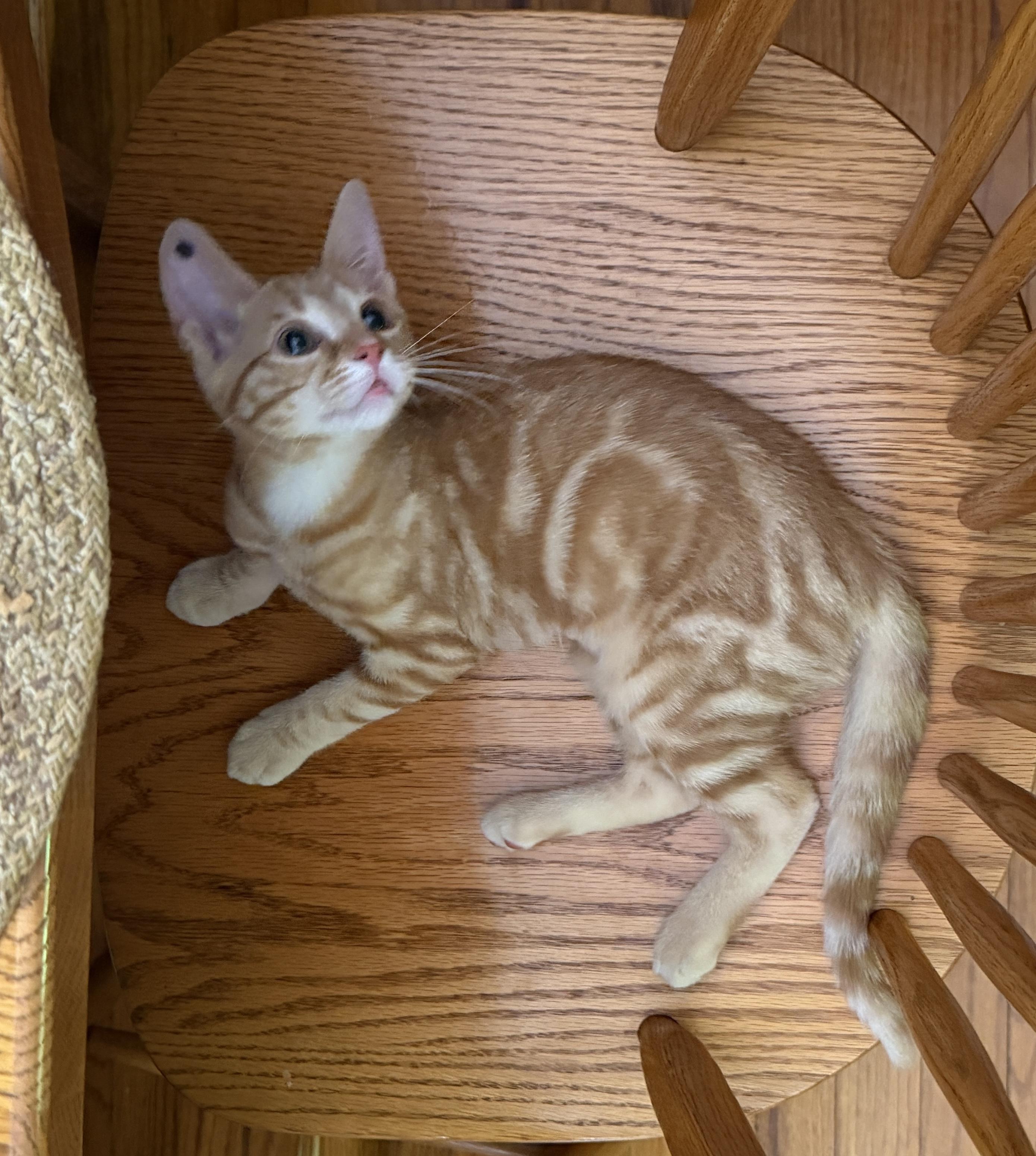Coral, an adopted Domestic Short Hair in Salt Point, NY image 2/2