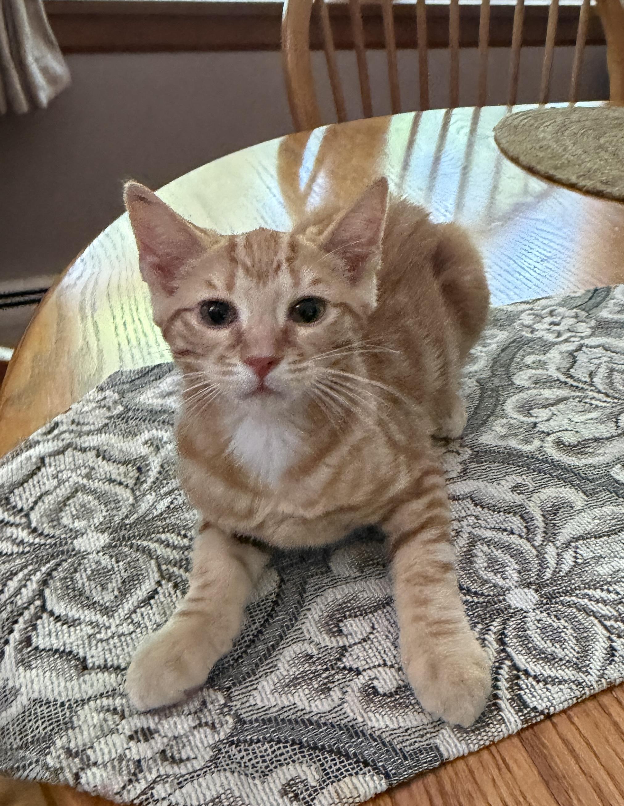 Coral, an adopted Domestic Short Hair in Salt Point, NY image 1/2