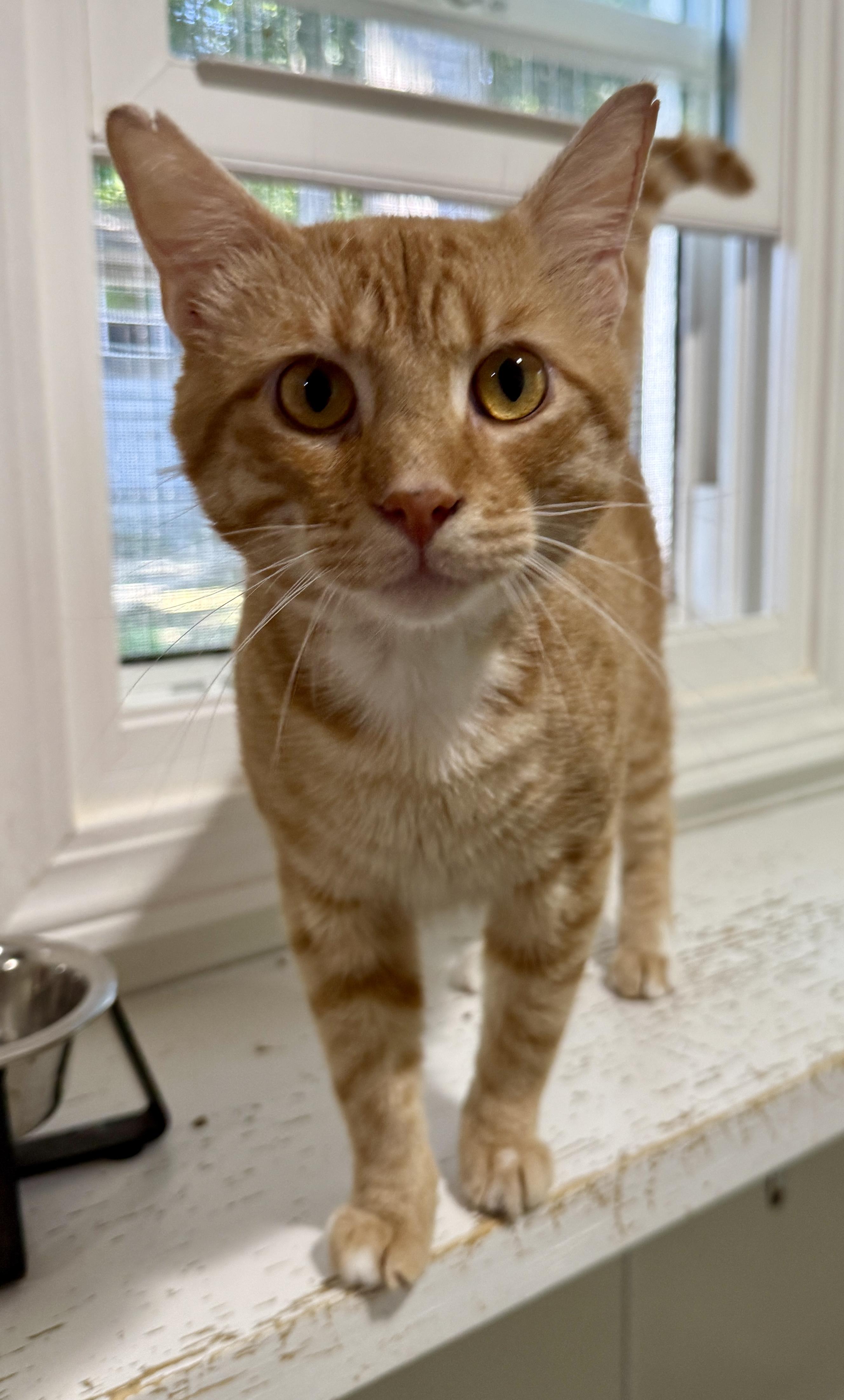 Zeus, Adoptable, Young Male Domestic Short Hair.