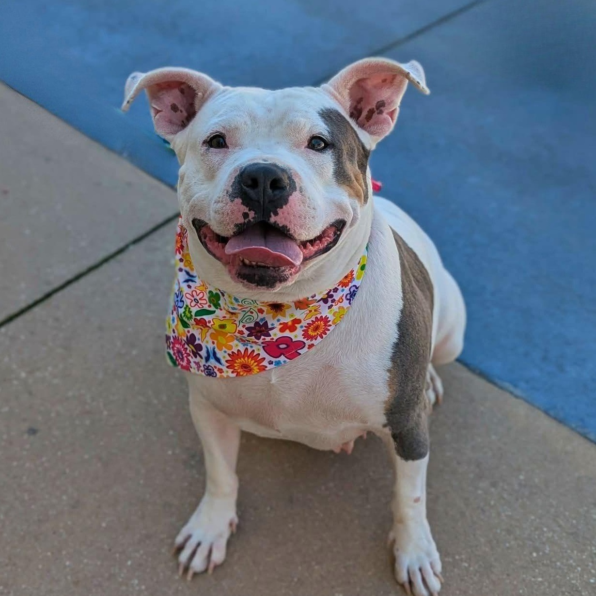 Enlarge Kali, an adoptable mixed breed in Helena, AL image 1/5