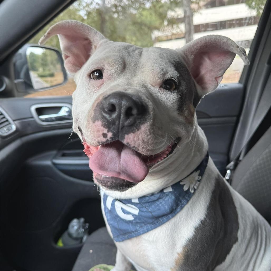 Enlarge Kali, an adoptable mixed breed in Helena, AL image 3/5