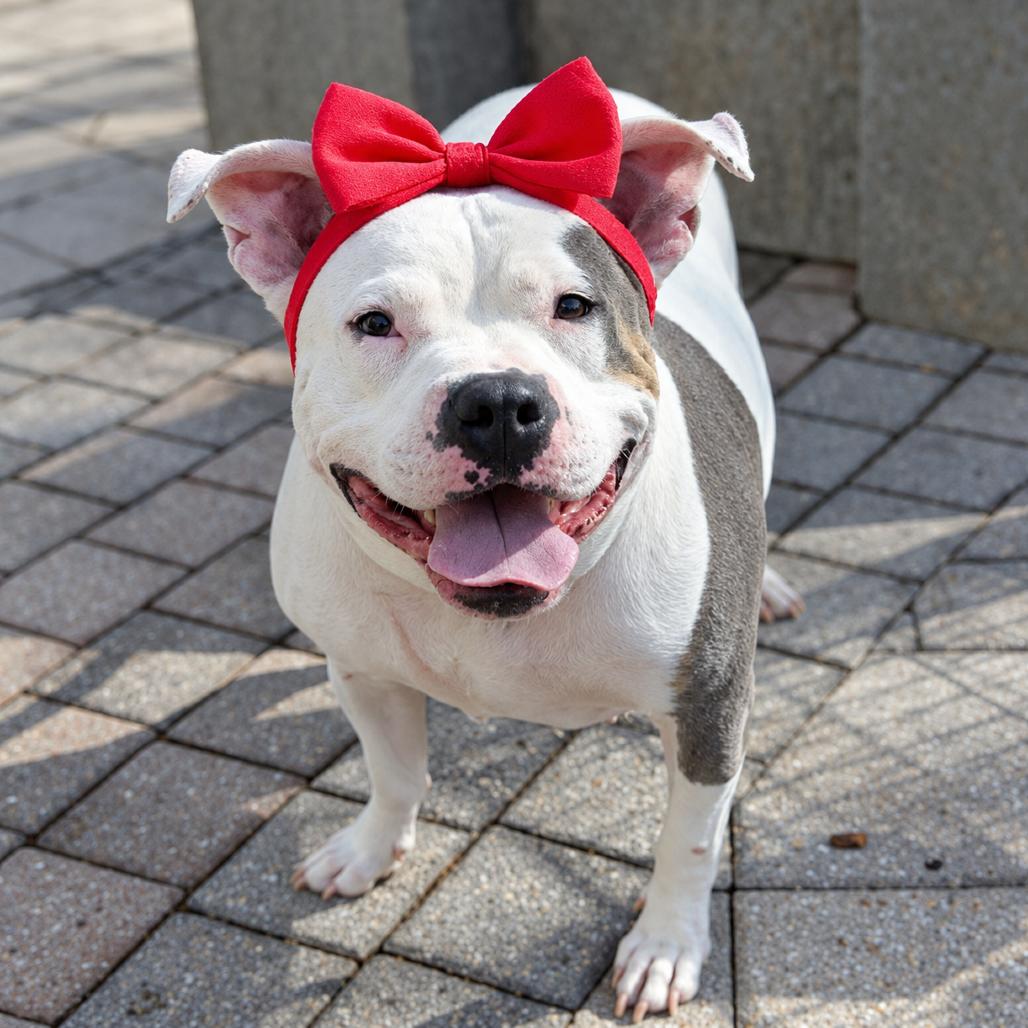 Kali, Adoptable, Adult Female American Bulldog & Terrier.