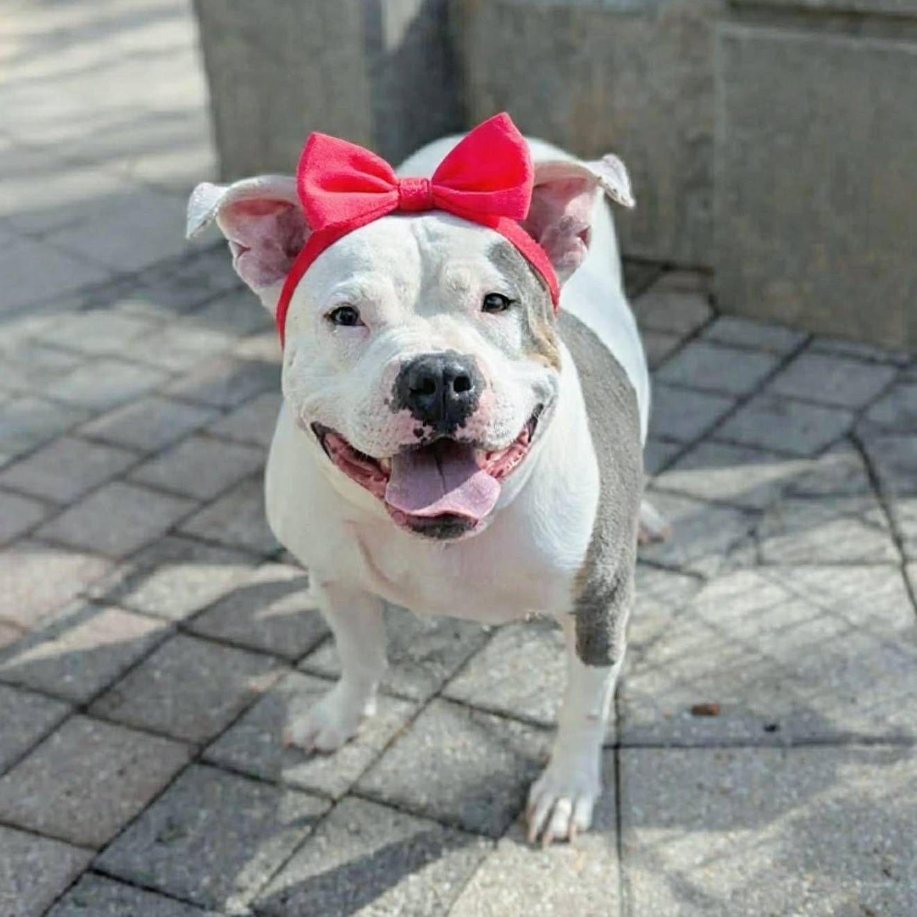 Enlarge Kali, an adoptable mixed breed in Helena, AL image 2/5