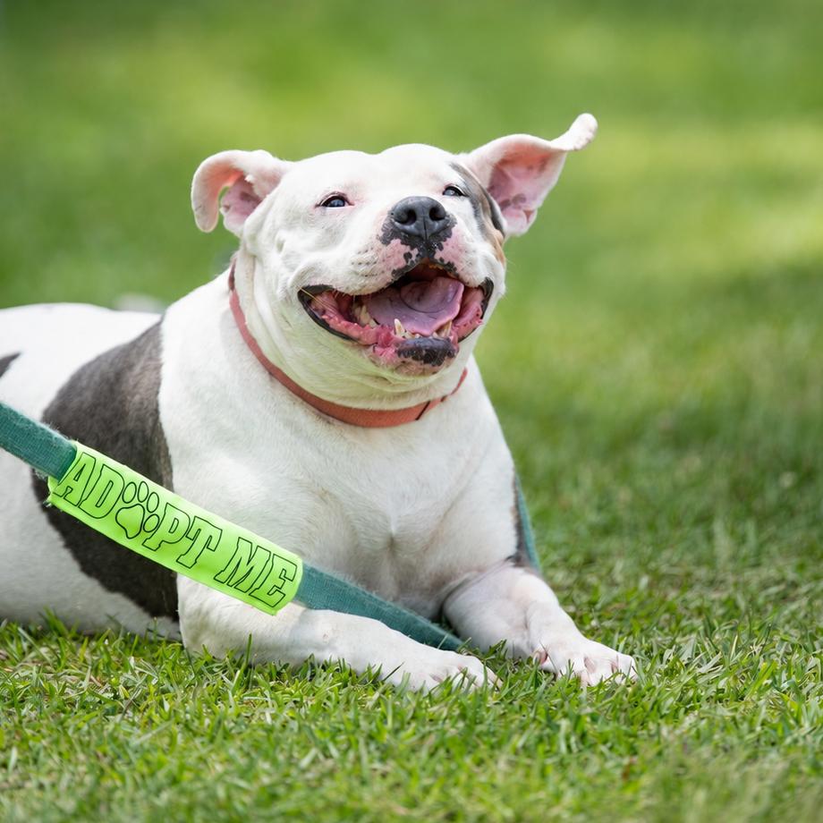 Kali, adoptable, Adult Female American Bulldog & Terrier.