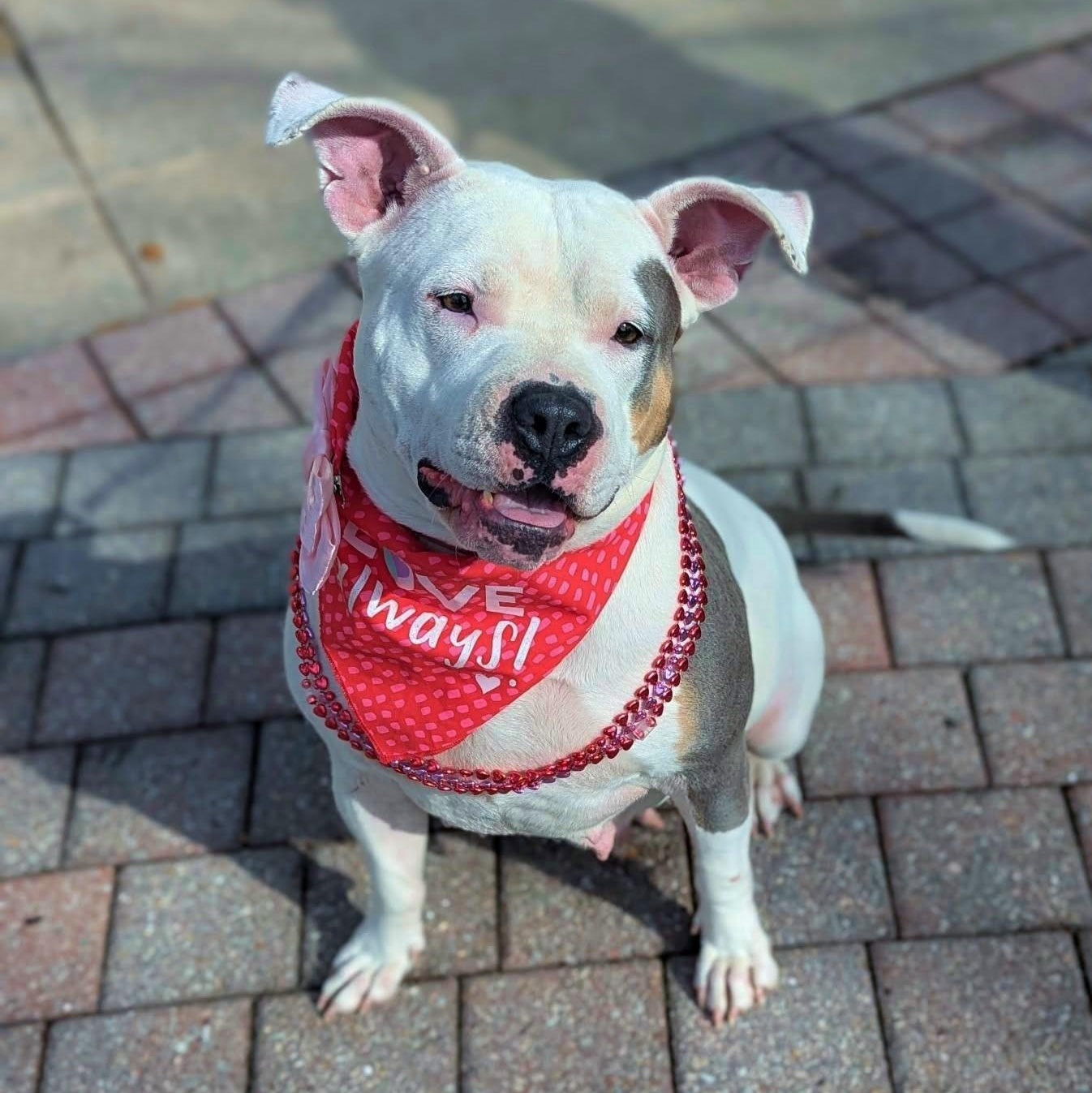 Enlarge Kali, an adoptable mixed breed in Helena, AL image 4/5