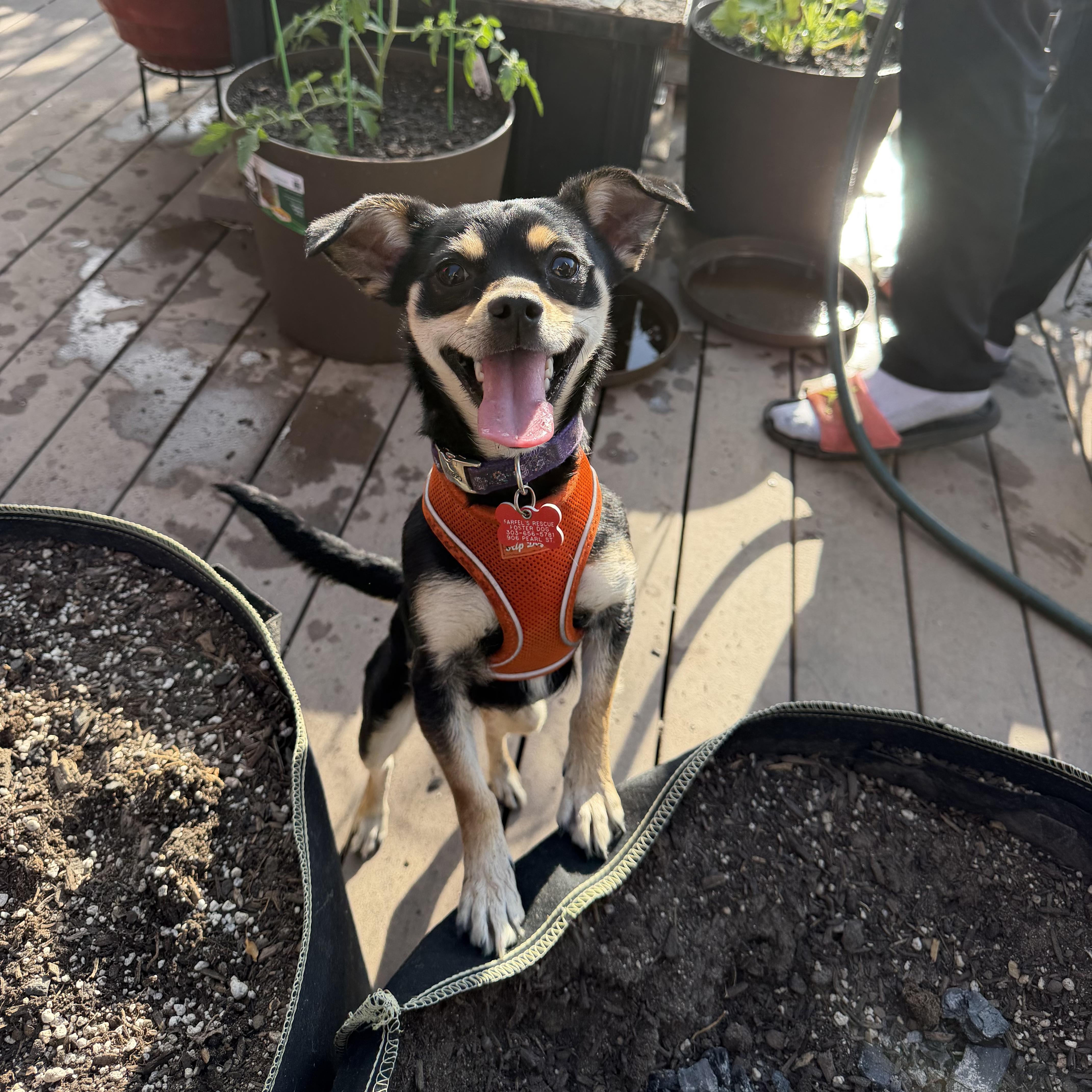 Hannah, an adopted mixed breed in Boulder, CO image 4/6