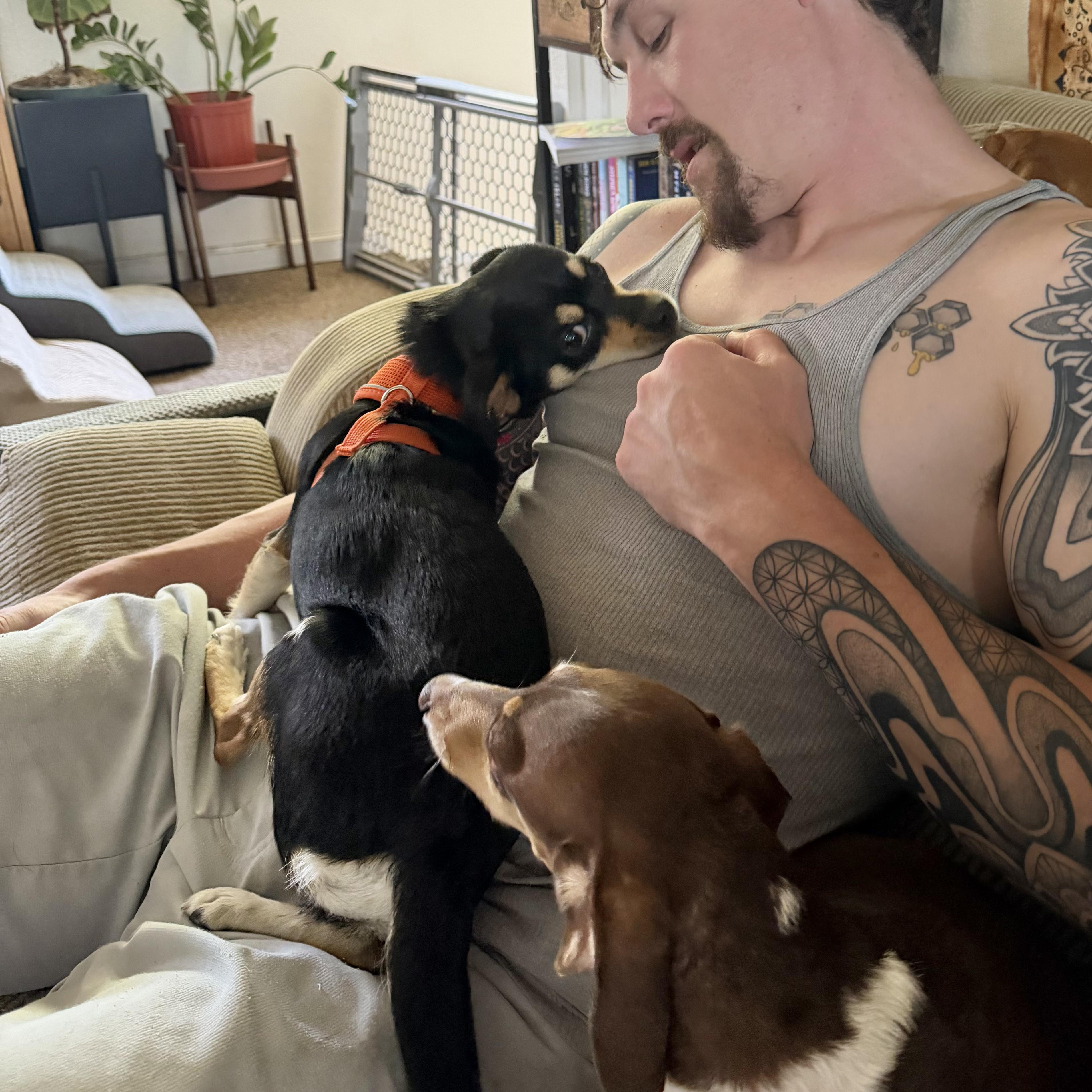 Hannah, an adopted mixed breed in Boulder, CO image 5/6