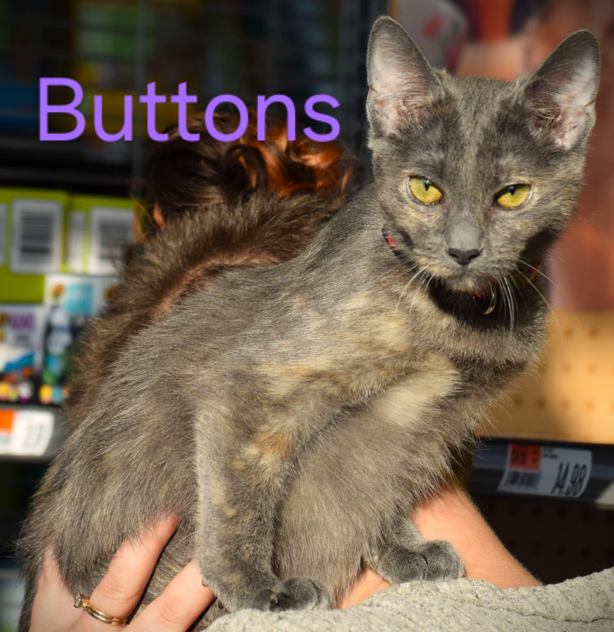Buttons, ADOPTABLE, Young Female Dilute Tortoiseshell & Domestic Short Hair.