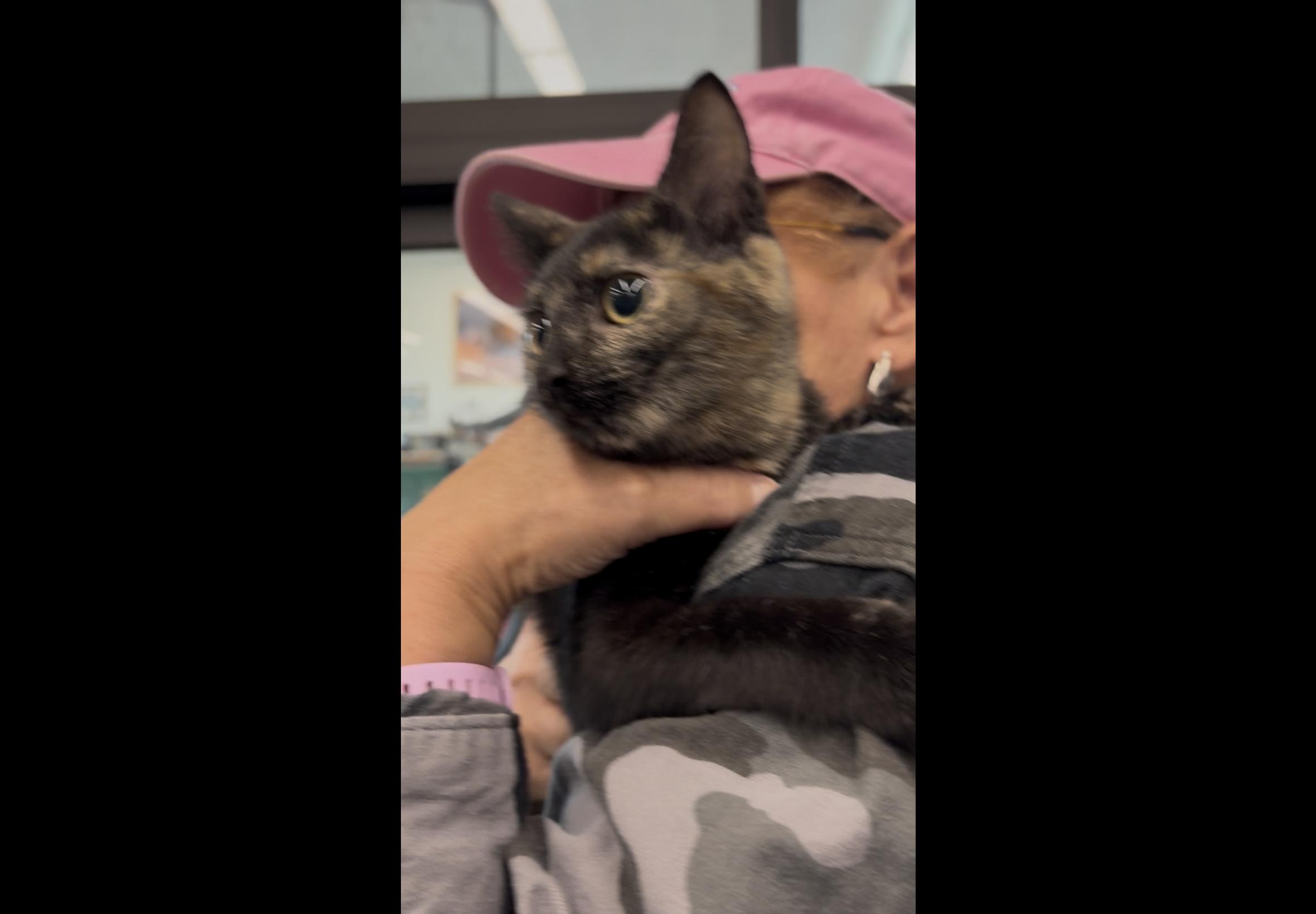 Minnie, Adopted, Adult Female Domestic Short Hair.
