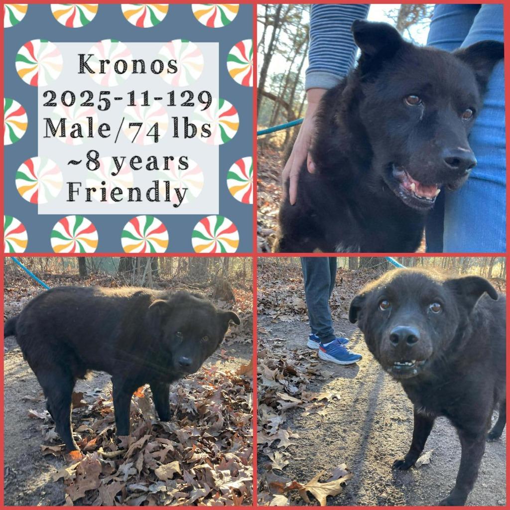 Enlarge 2025-11-129 *Kronos*, a Adoptable Labrador Retriever in Winder, GA image 1/1