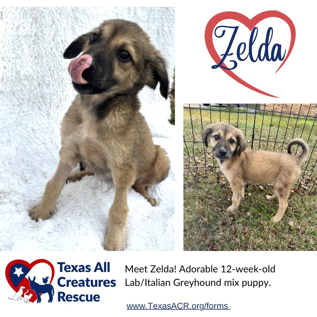Zelda, Adoptable, Puppy Female Labrador Retriever & Italian Greyhound.