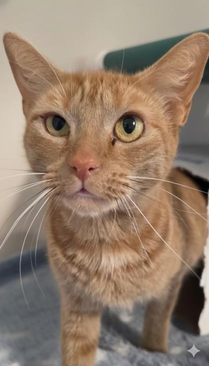 Enlarge Bella, a Adoptable Domestic Short Hair in Honolulu, HI image 1/1