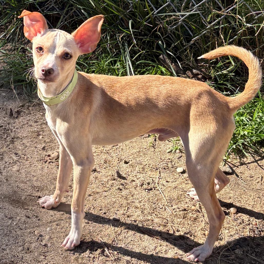 Enlarge Dewey, a Adoptable mixed breed in Calverton, NY image 1/1