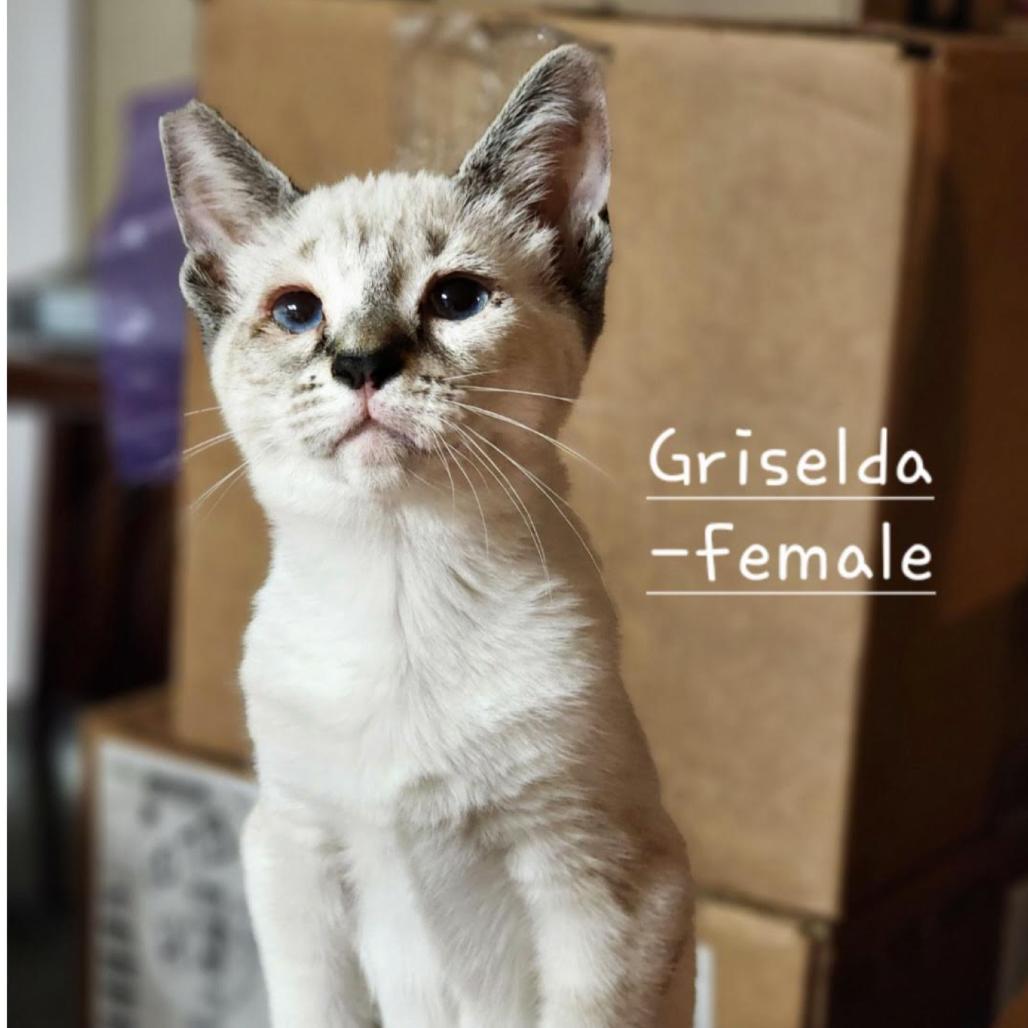 Enlarge Griselda, a Adoptable Domestic Short Hair in Morgan Hill, CA image 1/1