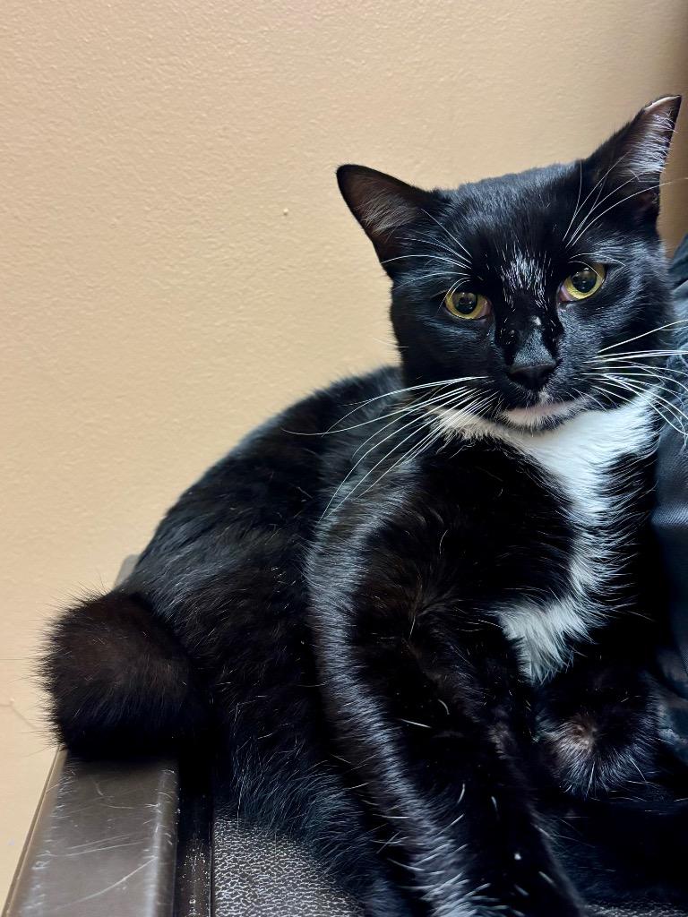 Enlarge Prof. KiKi, a Adoptable Domestic Short Hair in Ocala, FL image 1/2