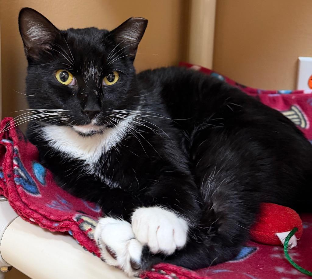 Enlarge Prof. KiKi, a Adoptable Domestic Short Hair in Ocala, FL image 2/2