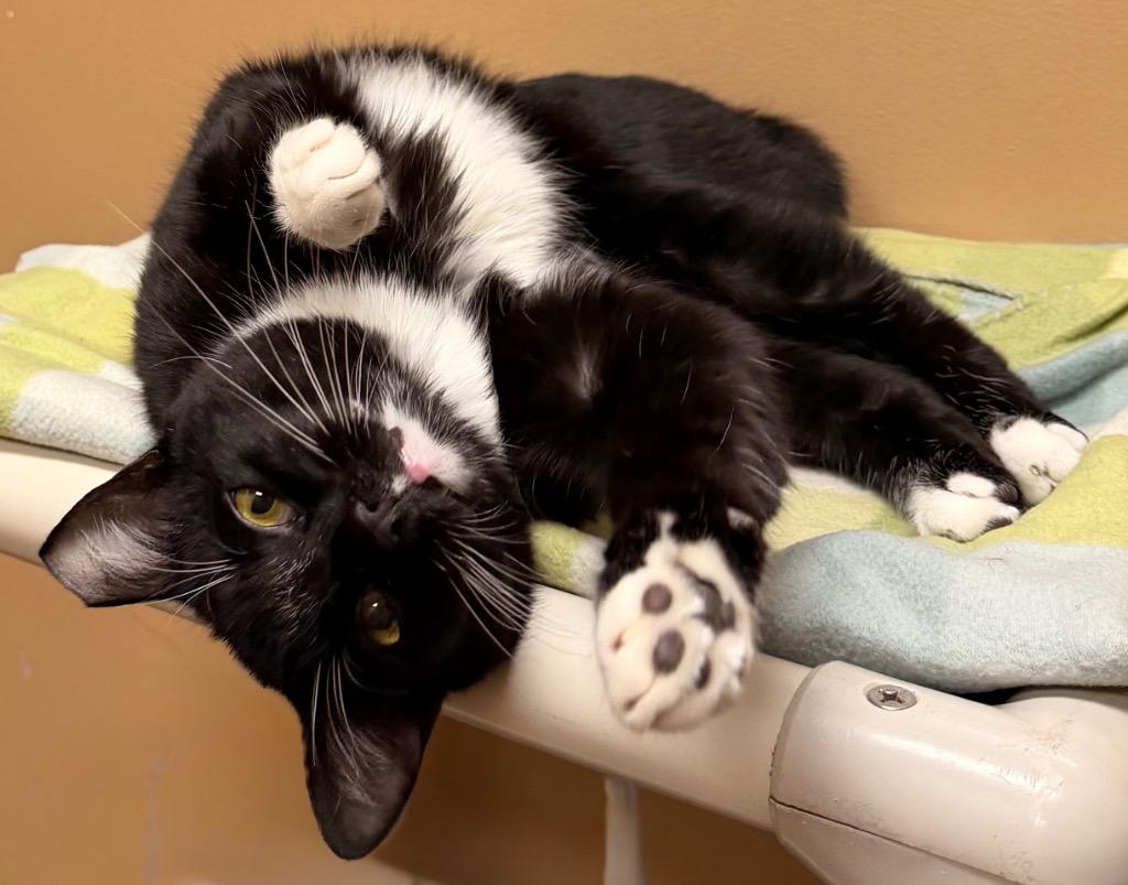 Enlarge Prof. KiKi, a Adoptable Domestic Short Hair in Ocala, FL image 3/3
