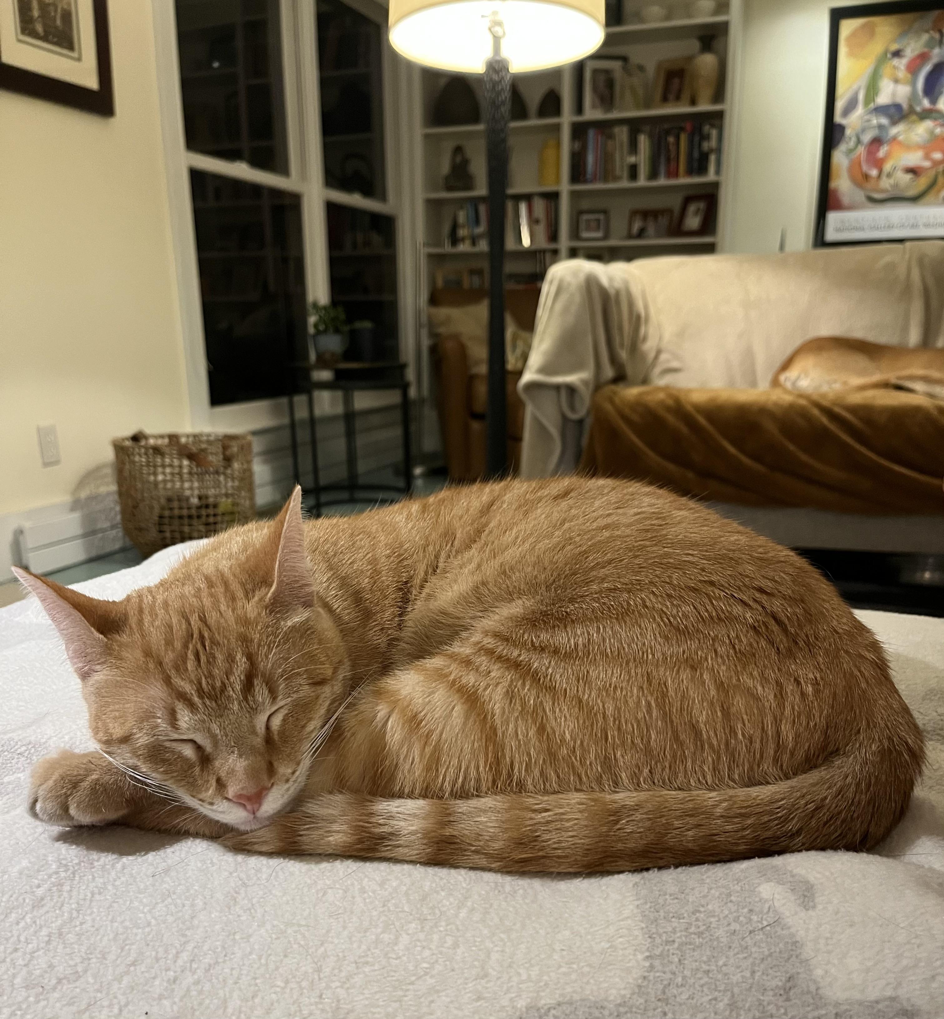 Enlarge Tangi -Available in RI , a Adoptable Domestic Short Hair in Warwick, RI image 1/5